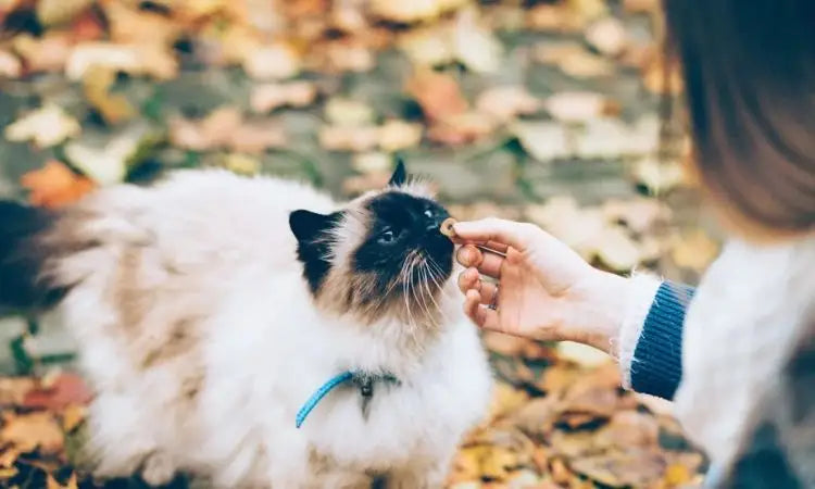 L’obésité chez le chat : nos solutions
