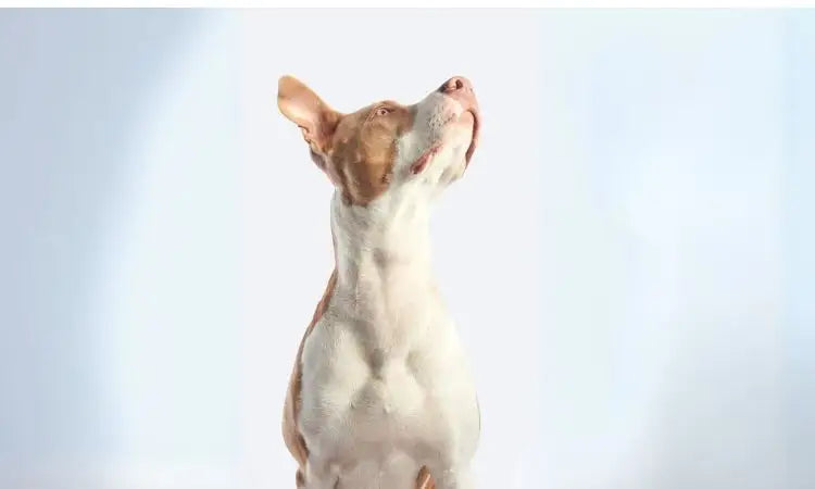 Les bienfaits des croquettes hypoallergéniques pour les chiens