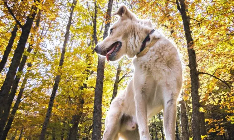 Les chats, les chiens et l’automne