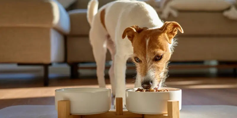 Peau Sèche, Pellicules, Pelage Terne chez le Chien : le Rôle Méconnu de l'Alimentation