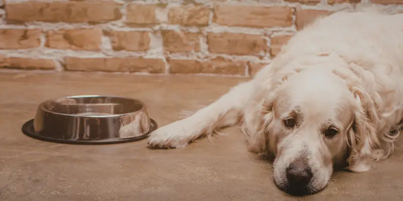 Mon chien a la diarrhée : comment l'alimentation peut tout changer