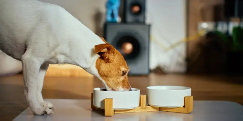 Régime d'Éviction Alimentaire pour Chien : Le Guide Complet Étape par Étape