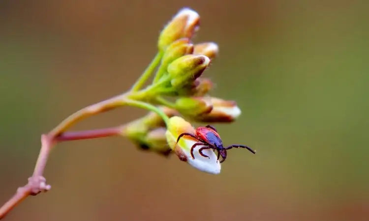 La maladie de Lyme : les tiques attaquent
