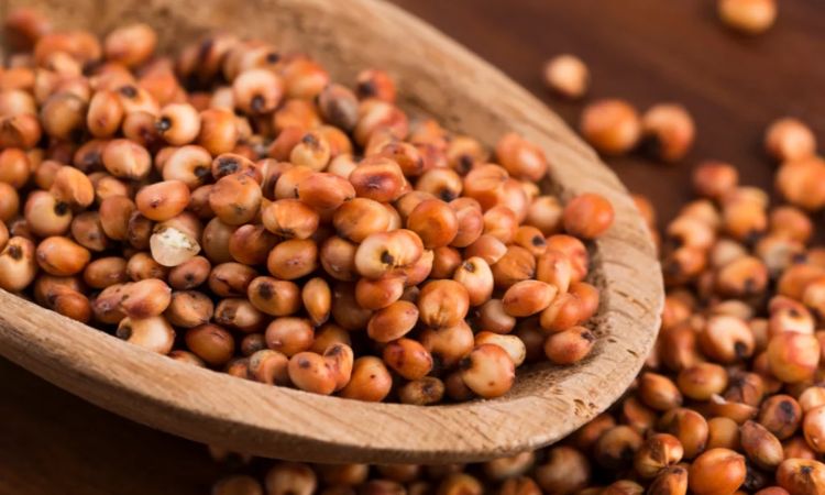 Le sorgho : une céréale parfaite