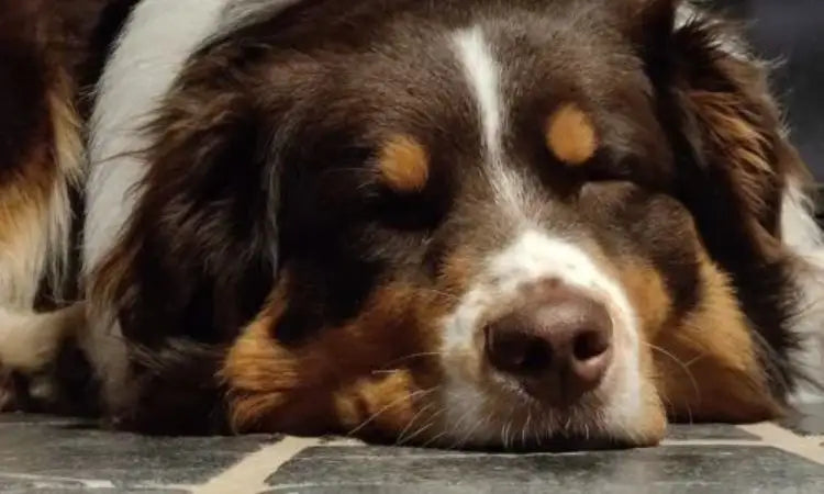 Après ses croquettes, votre chien ou votre chat a encore faim ?