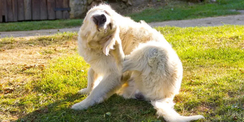 Chien qui se gratte sans puces : 5 causes et ce que l'alimentation peut changer