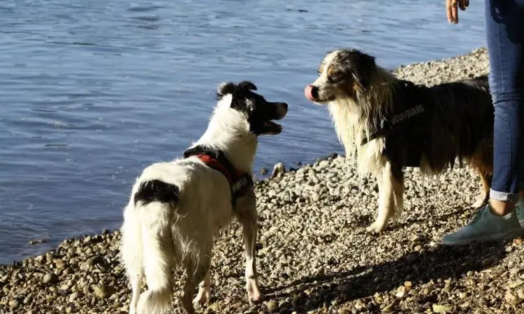 Comprendre la nutrition de son chat ou de son chien, toute une science