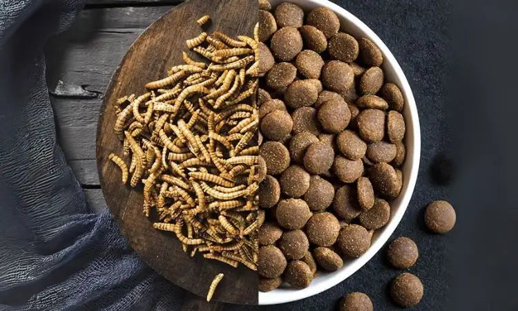 Des insectes pour mon carnivore domestique ?