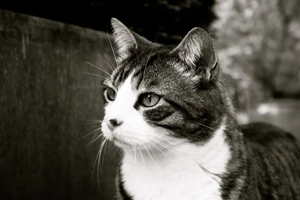 La pâtée pour chat : quels bénéfices dans son alimentation ?