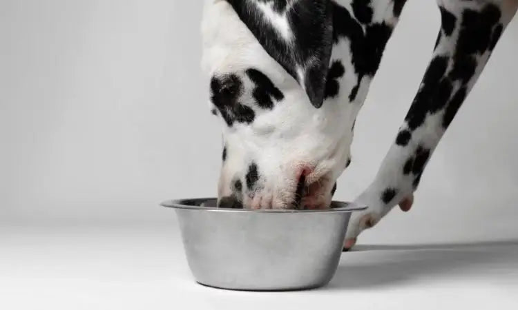 La bi-nutrition pour votre chien