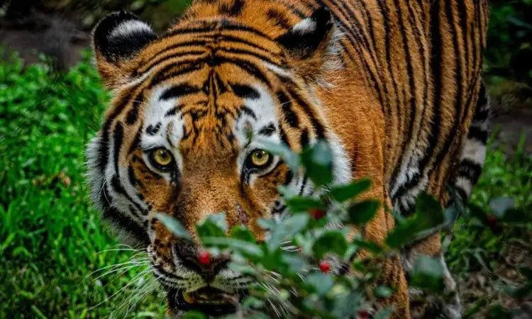 La journée internationale du tigre: l’espèce est en danger