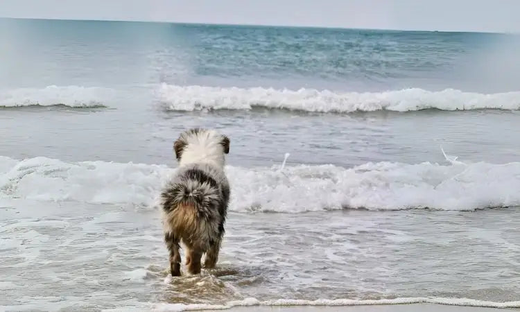 Partir en vacances avec son chien