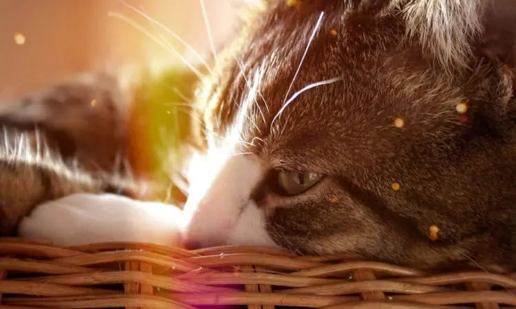 Pourquoi réhydrater les croquettes de son chat ?