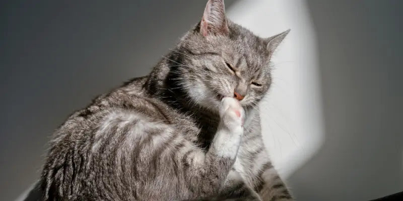 Quelles croquettes choisir pour un chat avec des allergies ? Guide complet et conseils vétérinaires