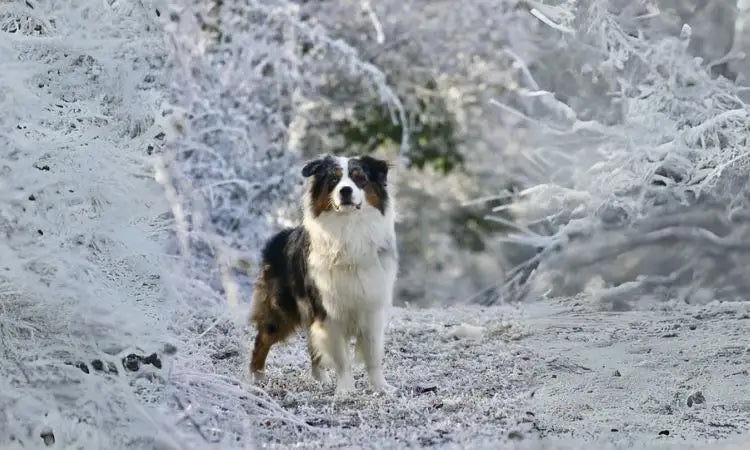 Tout sur les allergies et les intolérances alimentaires des chiens