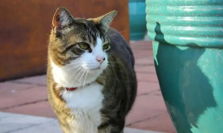 Une transition en douceur pour bien digérer de nouvelles croquettes