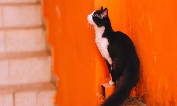 Canicule : nos conseils pour protéger vos animaux ?