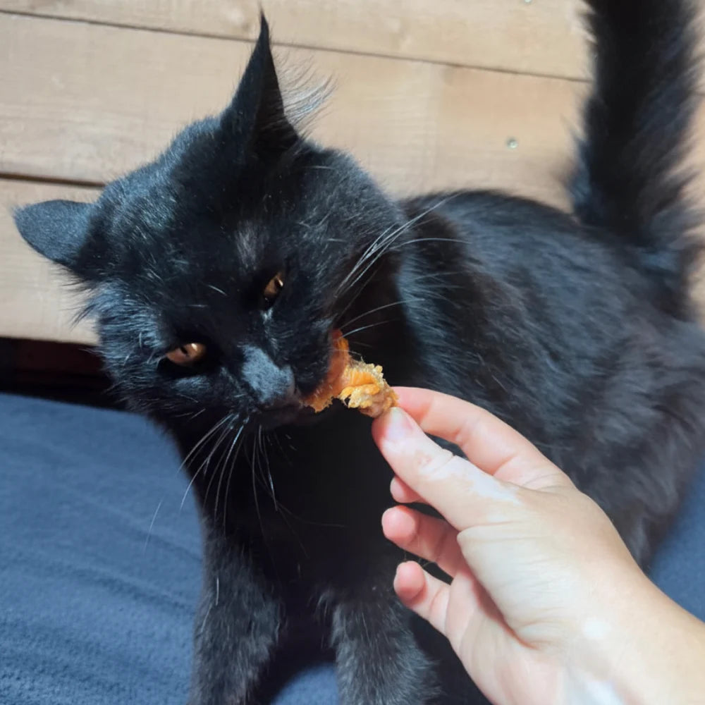 Truite en pot Chat