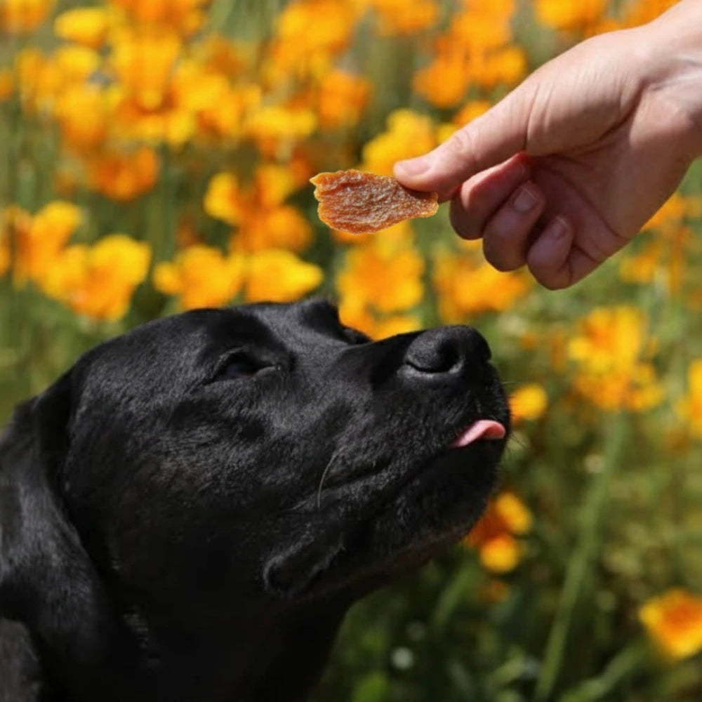 Truite en pot Chien