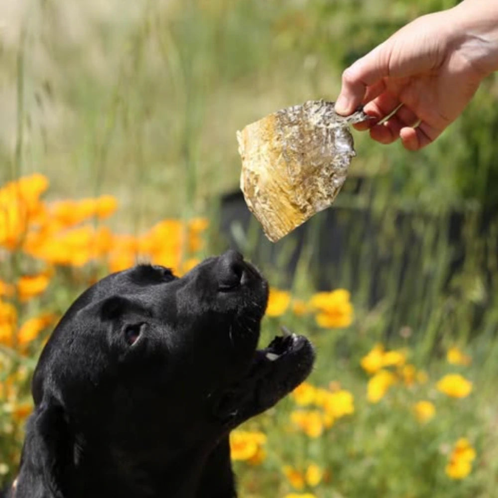 Peaux de truite Chien