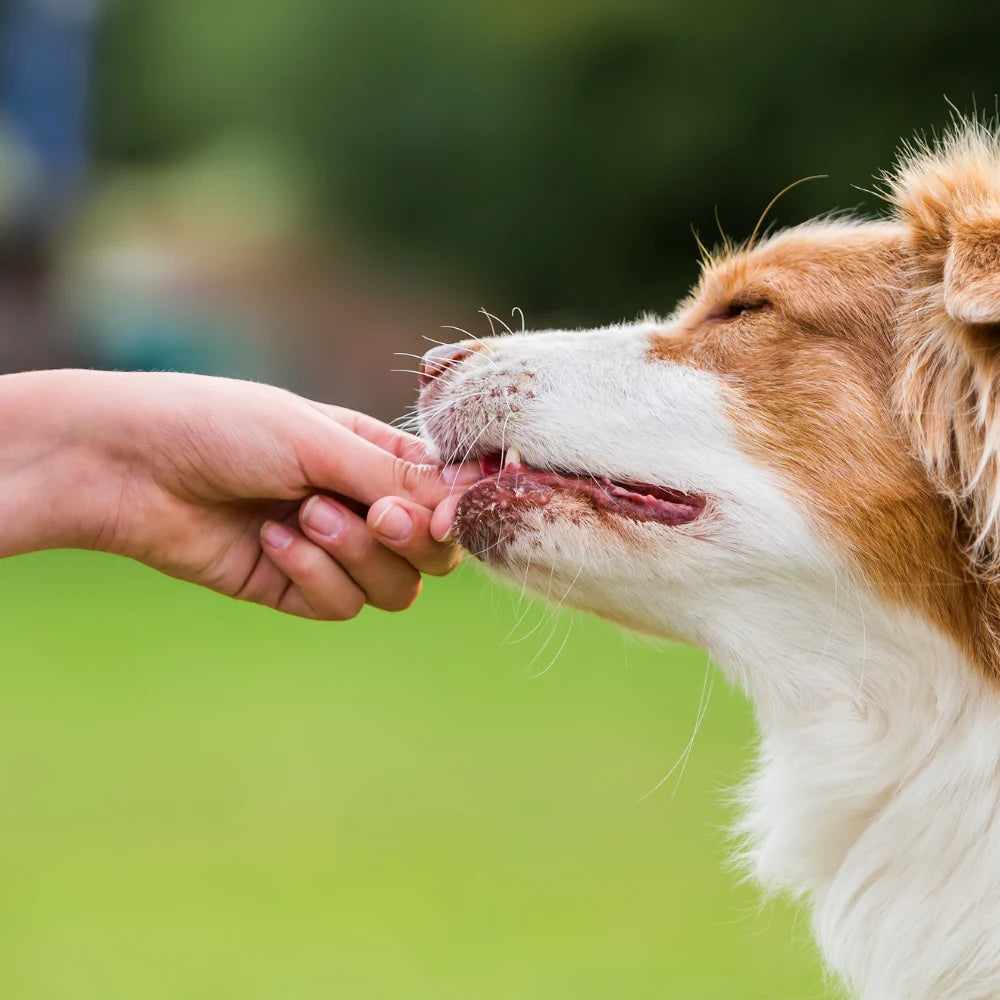 Friandises Hypoallergéniques Chien