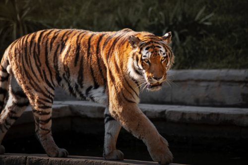 tigre journée internationale