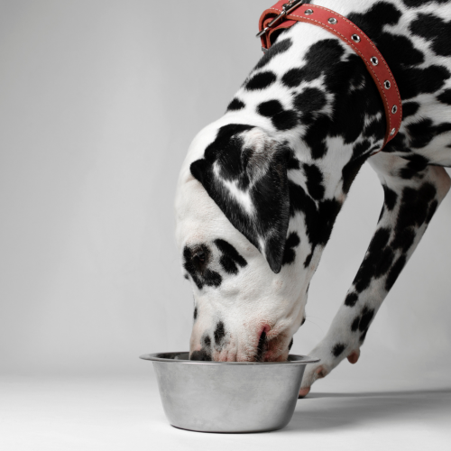 La bi-nutrition pour votre chien